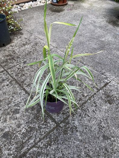plant/ grass