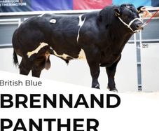 Pedigree blue embryos