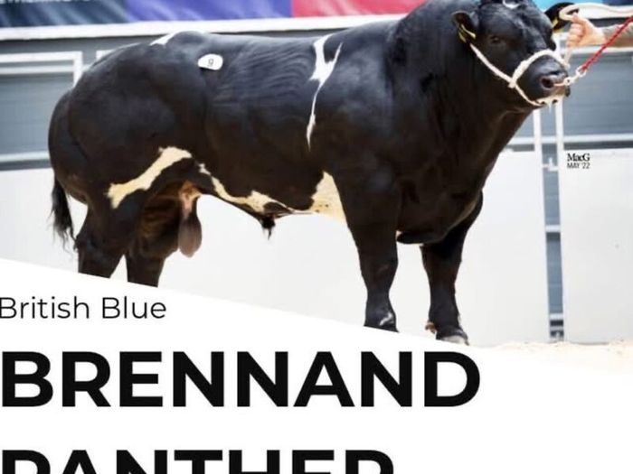 Pedigree blue embryos