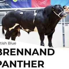 Pedigree blue embryos