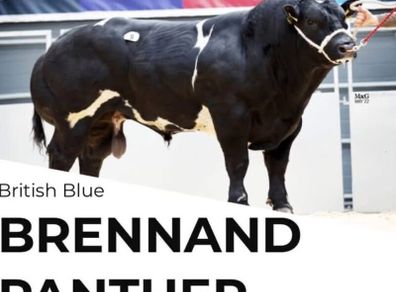 Pedigree blue embryos