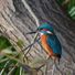 Spete