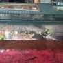 Corn Snake Large Exoterra Starter kits Image 4