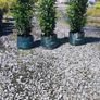 Laurel Hedging in 5 litre pot 4 ft just 4 Euro Image 10