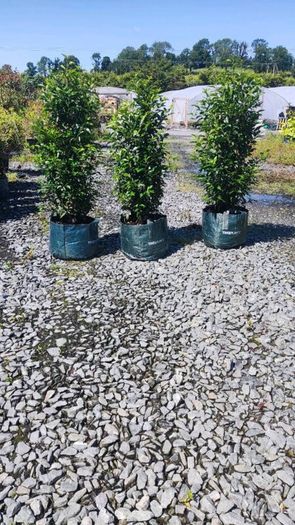 Laurel Hedging in 5 litre pot 4 ft just 4 Euro