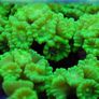trumpet coral LPS 3 heads Image 3