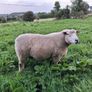 Galway Ram Lambs 2026 and Ram 2024 Image 6