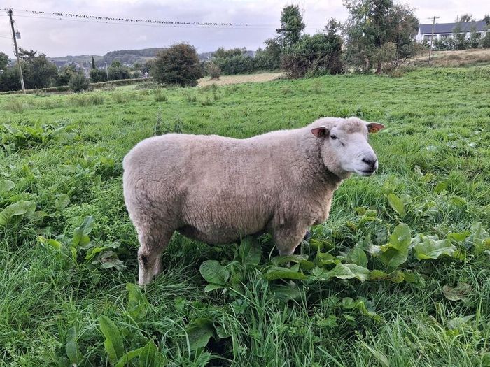 Galway Ram Lambs 2026 and Ram 2024