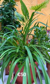 indoor plant