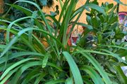 indoor plant