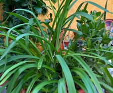 indoor plant