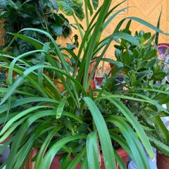indoor plant