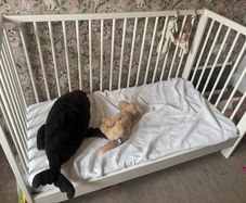 Cot with matress
