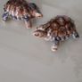 "Wade" Collectables Image 2