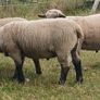 Hampshire Down  Pure bred and Cross bred rams Image 5