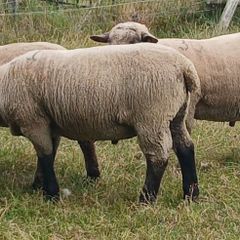 PB Hampshire and Cross bred rams for sale