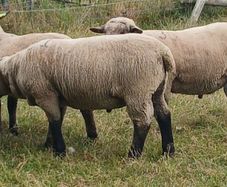 PB Hampshire and Cross bred rams for sale