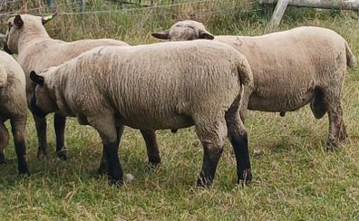 PB Hampshire and Cross bred rams for sale