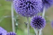 Echinops 'ritro'