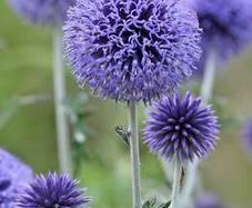 Echinops 'ritro'