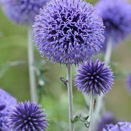 Echinops 'ritro'