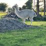 2 and a 1/2 year old Female Llama Image 5