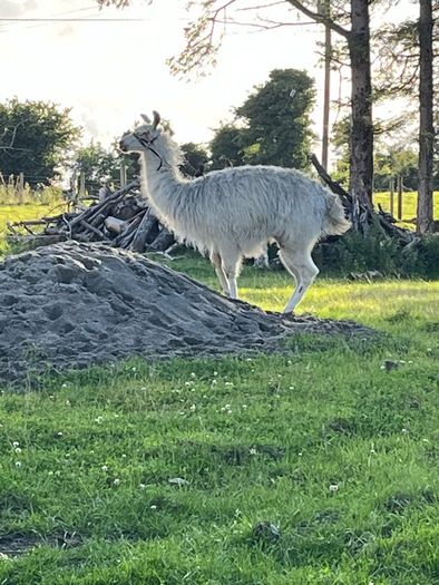 2 and a 1/2 year old Female Llama