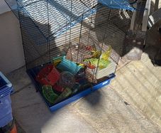 Hamster cage