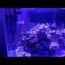 Complete Marine Starter Setup / Premium 70L VIV Optiwhite Glass Tank Image 2