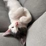 Kitten for a loving home Image 3