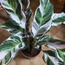 plants Image 3