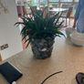 Plants - diverse Image 5