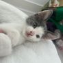 Kitten for a loving home Image 4