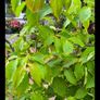 garden plants Image 3