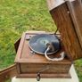 Antique Apollo Type 106Y gramophone Image 7