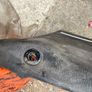 Alfa Romeo Alfasud Sprint Door Trim Panel card Image 3