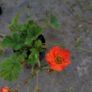 fantastic mature plants bundle Image 10