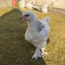 Brahma chicks Image 5