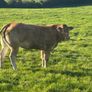 In Calf Heifers Oct 31st Ballinasloe Mart Image 8