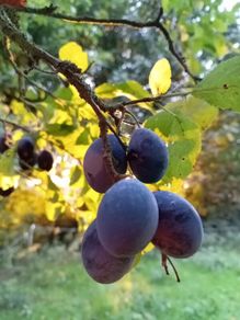 Tree Damson