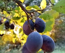 Tree Damson