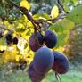 Damson Trees Image 4