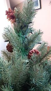 Second hand 6FT Christmas Tree with 300 Built-In LED Lights and Real Pinecones