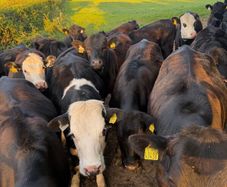 Heifers