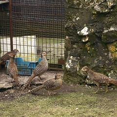 Birds