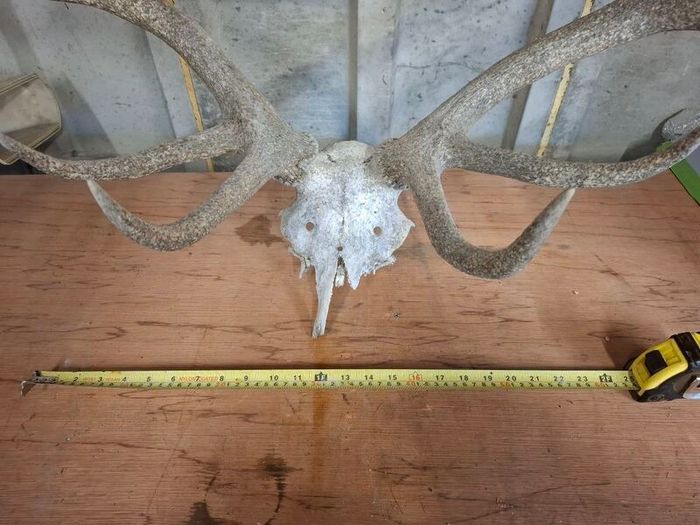 stag antlers