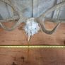 stag antlers Image 8