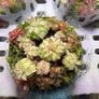 Aqua-Art VivoVerde Microterrarium with insectivorous plants 2L - ver1 Image 2