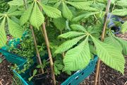 Aesculus hippocastanum - Horse Chestnut