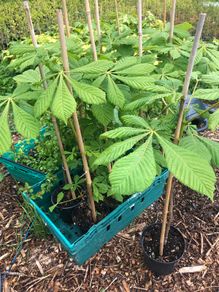 Aesculus hippocastanum - Horse Chestnut